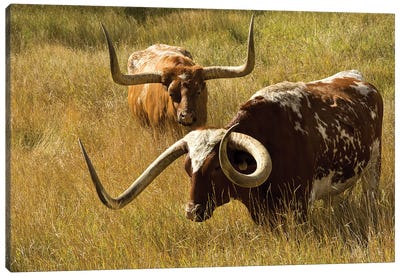 Texas Longhorn, Custer, South Dakota, Usa Canvas Art Print - South Dakota Art