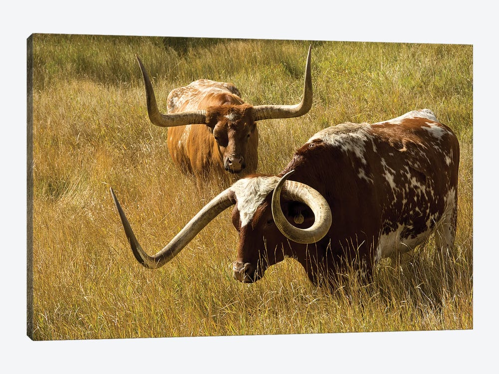 Texas Longhorn, Custer, South Dakota, Usa by Michel Hersen 1-piece Canvas Print