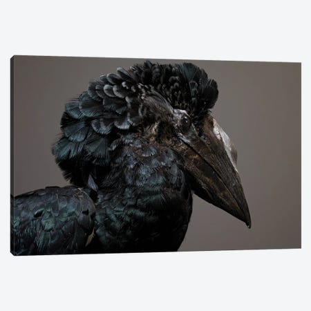 Black And White Feathered Hornbill Canvas Print #MHF10} by Michael Frank Canvas Artwork
