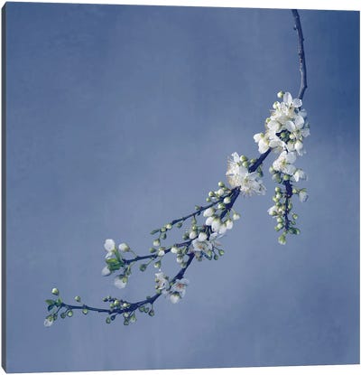 Blossom Canvas Art Print - Michael Frank