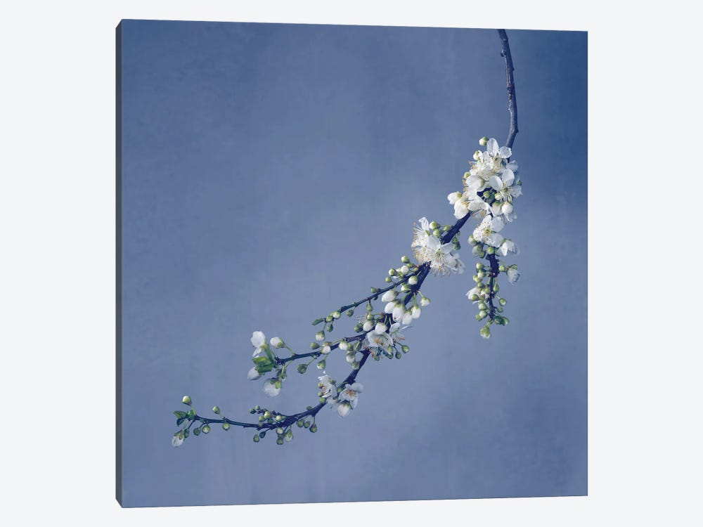 Blossom by Michael Frank 1-piece Canvas Wall Art