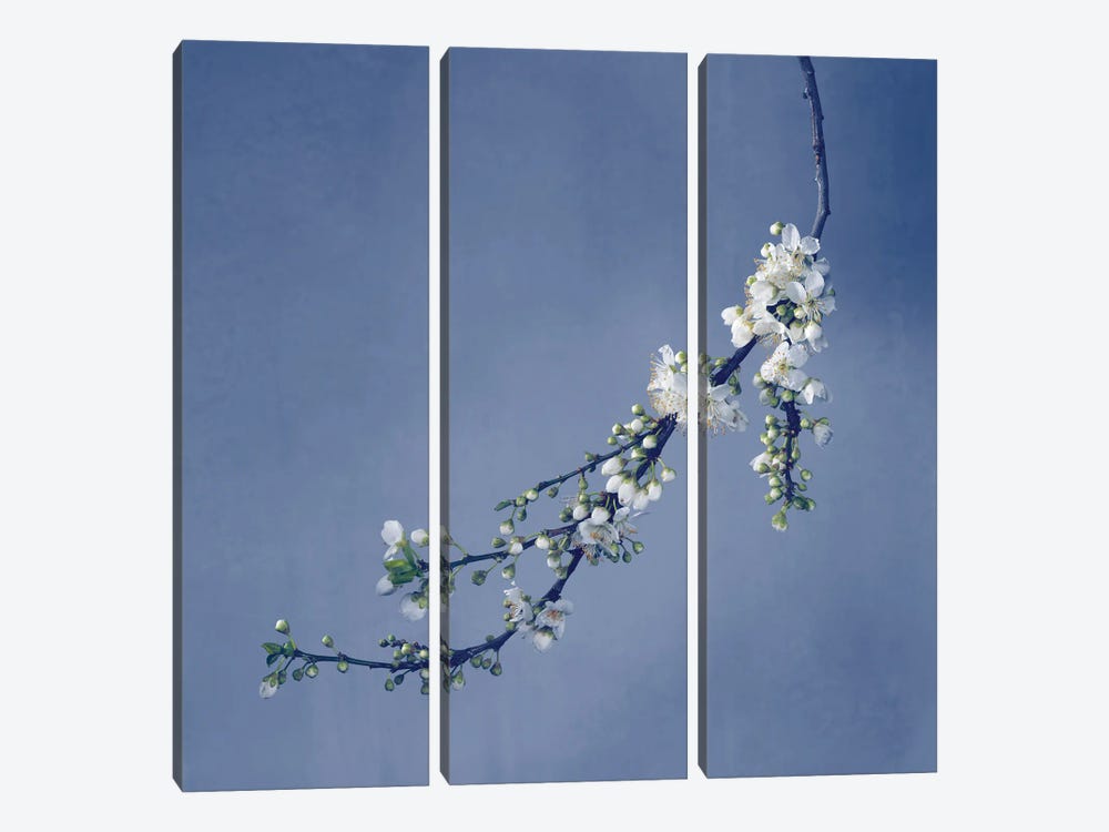 Blossom by Michael Frank 3-piece Canvas Art