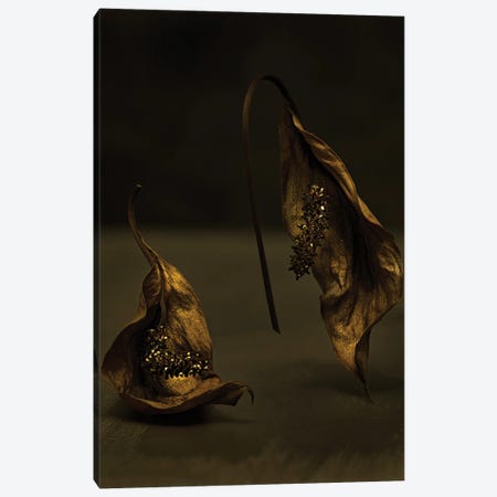 Peace Lily Canvas Print #MHF14} by Michael Frank Canvas Art Print