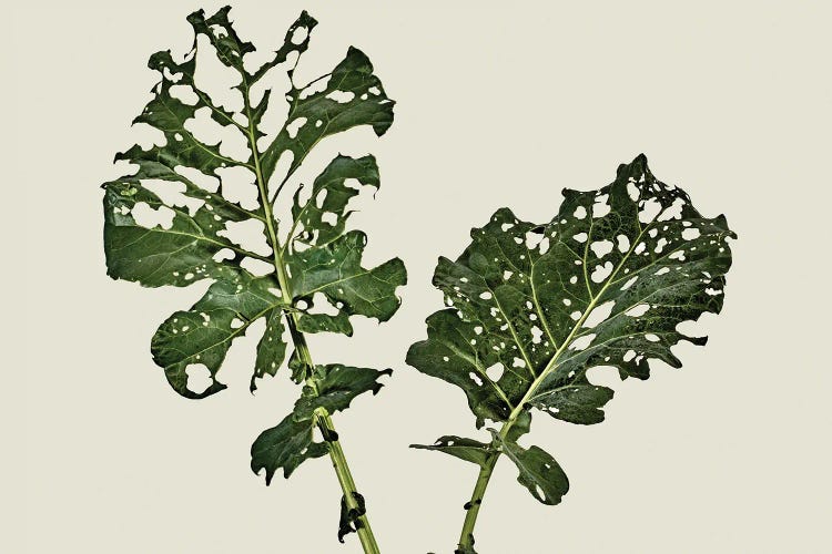 Broccoli Leaf (What Is Left)