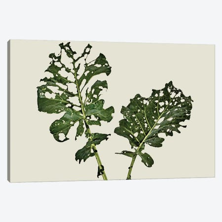 Broccoli Leaf (What Is Left) Canvas Print #MHF1} by Michael Frank Canvas Artwork