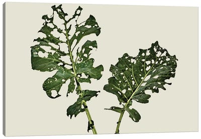 Broccoli Leaf (What Is Left) Canvas Art Print - Michael Frank