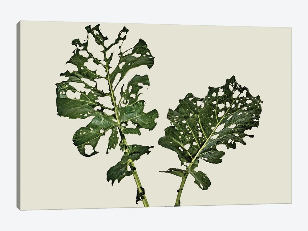 Broccoli Leaf (What Is Left) by Michael Frank 1-piece Canvas Artwork