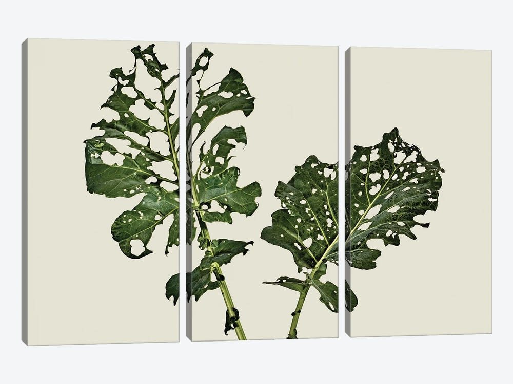 Broccoli Leaf (What Is Left) by Michael Frank 3-piece Canvas Artwork