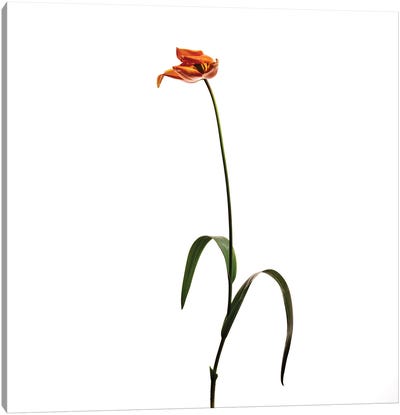 Tulip VIII Canvas Art Print - Michael Frank