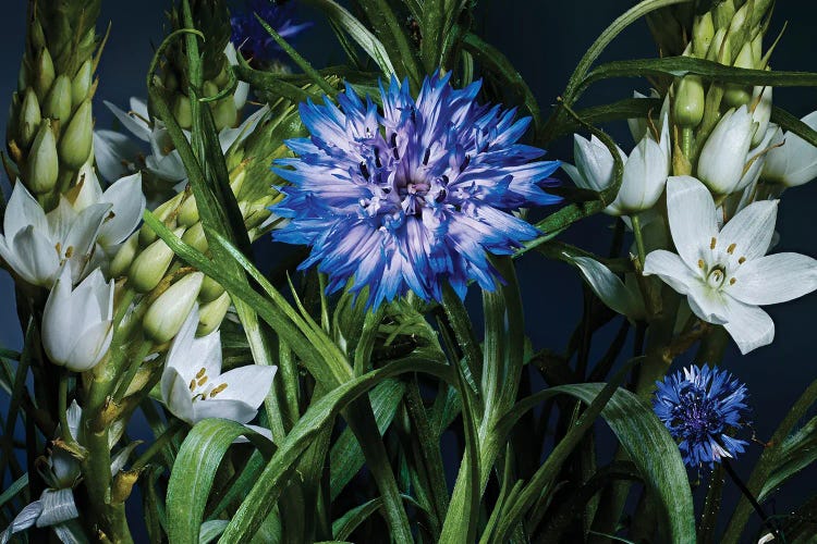 Cornflower by Michael Frank wall art