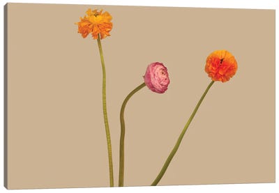 3 Flowers Canvas Art Print - Ranunculus Art