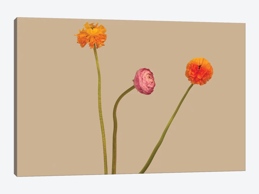 3 Flowers by Michael Frank 1-piece Canvas Art