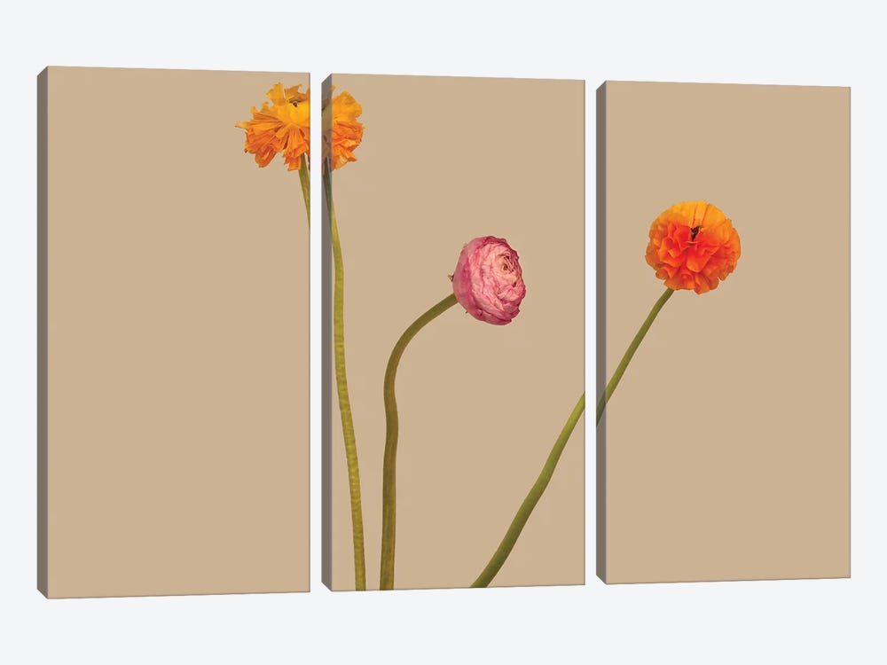 3 Flowers by Michael Frank 3-piece Canvas Art