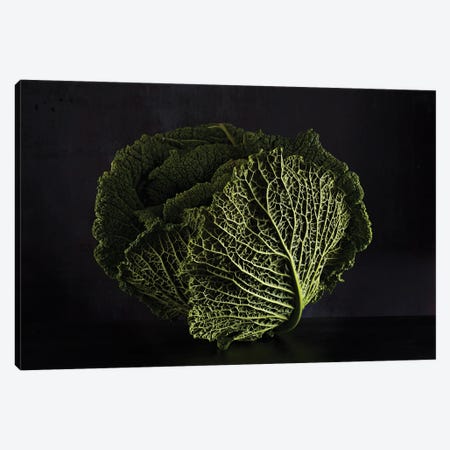 Cabbage (Hommage To Edward Weston) Canvas Print #MHF30} by Michael Frank Canvas Artwork