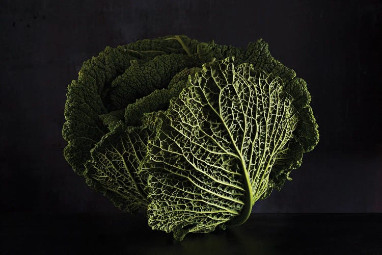 Cabbage (Hommage To Edward Weston)