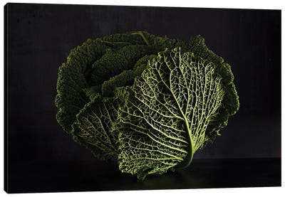 Cabbage (Hommage To Edward Weston) Canvas Art Print - Michael Frank