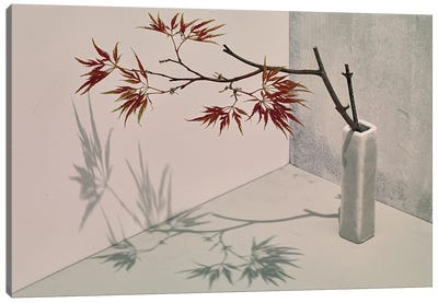 Acer Canvas Art Print - Maple Trees