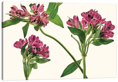 Alstroemeria Lily Of The Incas Canvas Art Print - Lily Art