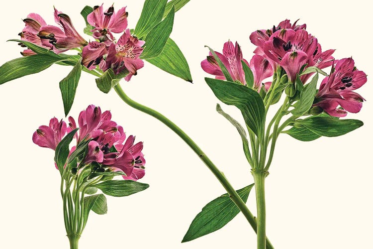 Alstroemeria Lily Of The Incas