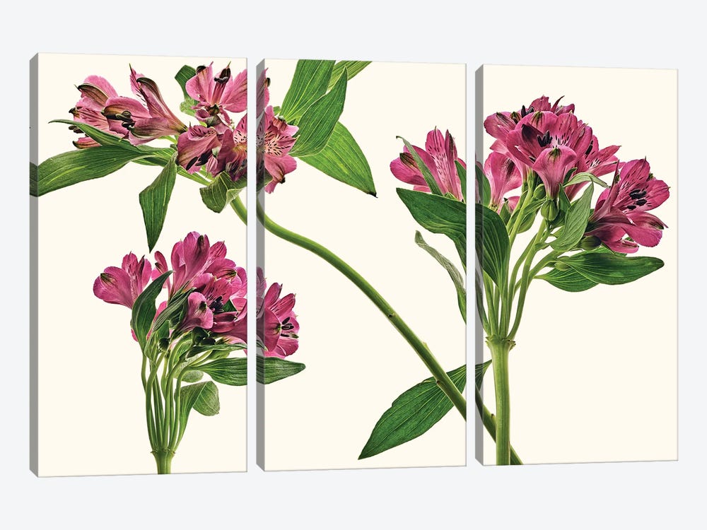 Alstroemeria Lily Of The Incas by Michael Frank 3-piece Canvas Print