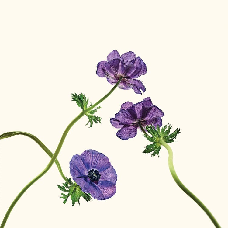 Anemone Mr Fokker by Michael Frank wall art