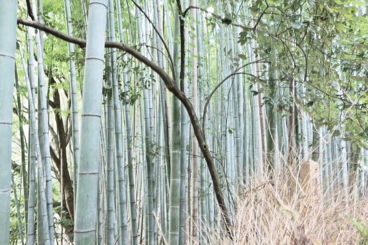 Bamboo Nara