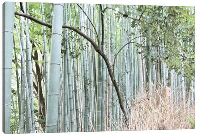 Bamboo Nara Canvas Art Print - Michael Frank