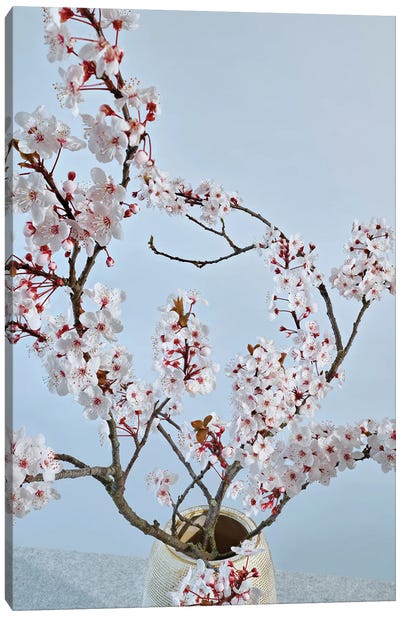 Prunus 2022 Canvas Art Print - Japandi