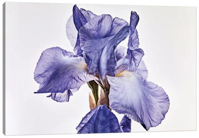 Iris Canvas Art Print - Michael Frank
