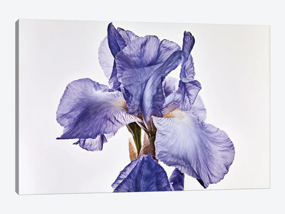 Iris by Michael Frank 1-piece Art Print