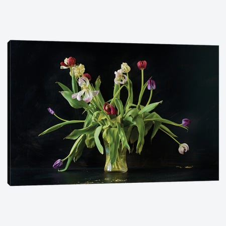 Mollys Tulips Canvas Print #MHF56} by Michael Frank Canvas Print