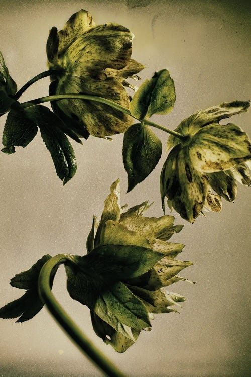 Hellebore LXXIII