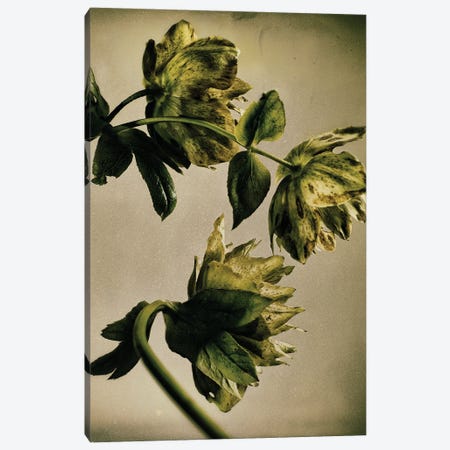 Hellebore LXXIII Canvas Print #MHF5} by Michael Frank Canvas Print