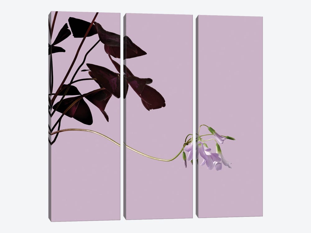Oxalis by Michael Frank 3-piece Canvas Wall Art