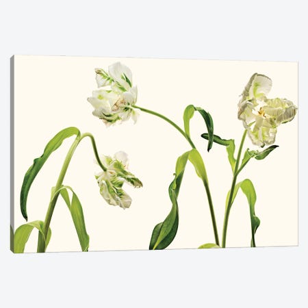 Parrot Tulips Canvas Print #MHF62} by Michael Frank Art Print