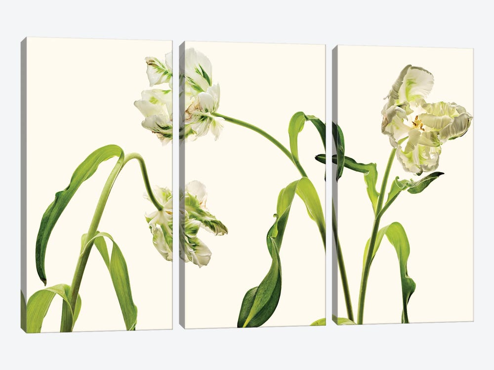 Parrot Tulips by Michael Frank 3-piece Canvas Wall Art