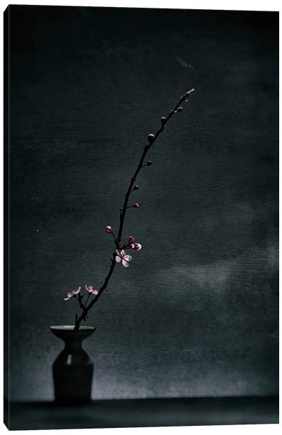 Prunus 2021 Canvas Art Print - Monochromatic Photography