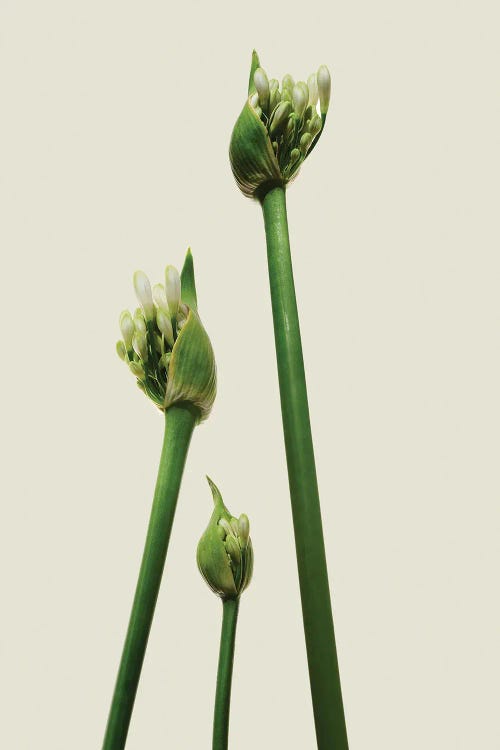 3 Agapanthus by Michael Frank wall art