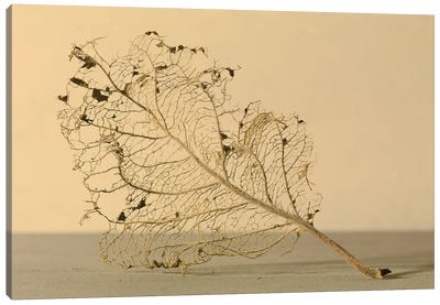 Leaf Canvas Art Print - Natural Elements