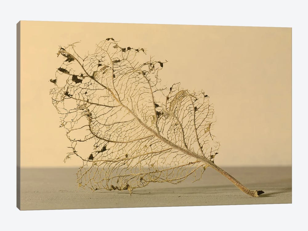 Leaf by Michael Frank 1-piece Canvas Art