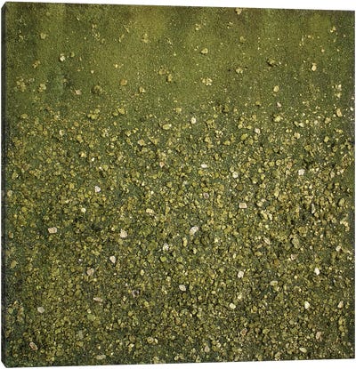 Sap Green Canvas Art Print - Celery