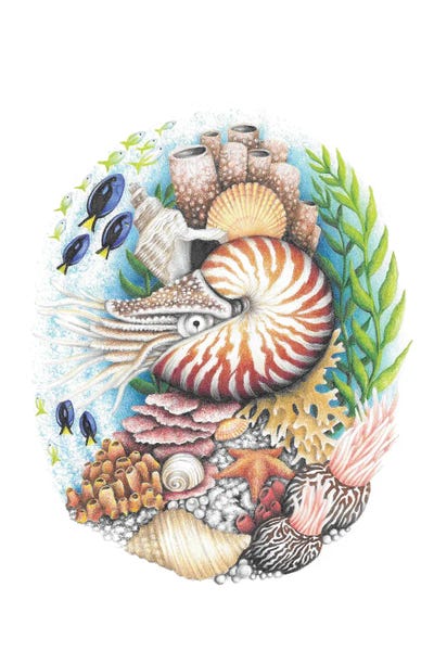 Nautilus And Coral Reef by Mandy Heck framed wall art