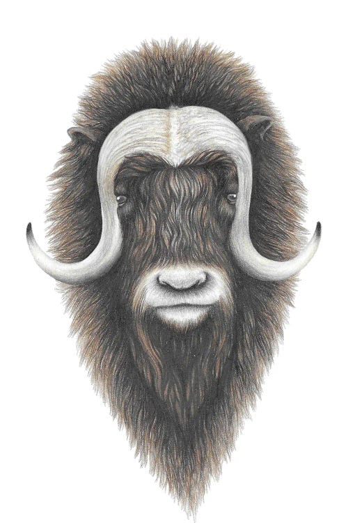 Muskox