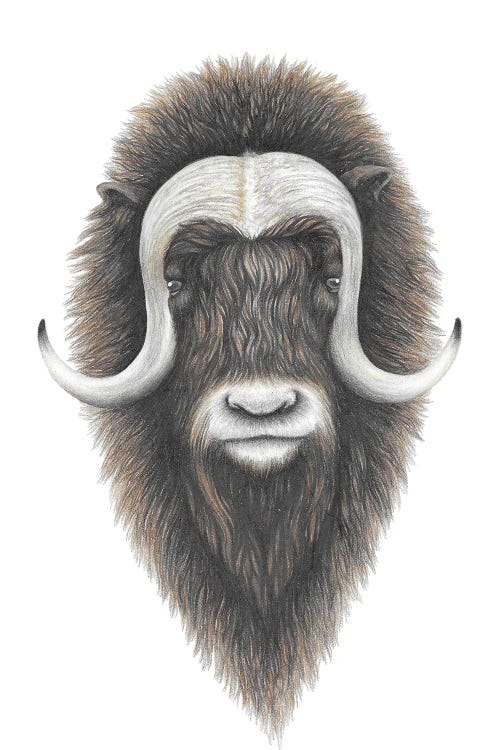 Muskox by Mandy Heck wall art