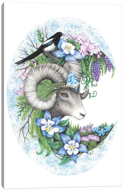 Majestic Big Horned Sheep Canvas Art Print - Mandy Heck