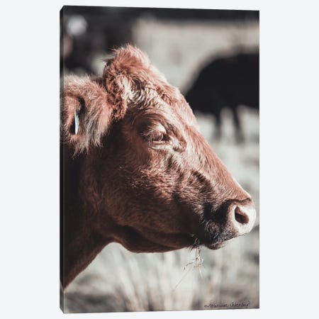 Hungry Cow    Canvas Print #MHL14} by Melissa Hanley Canvas Print