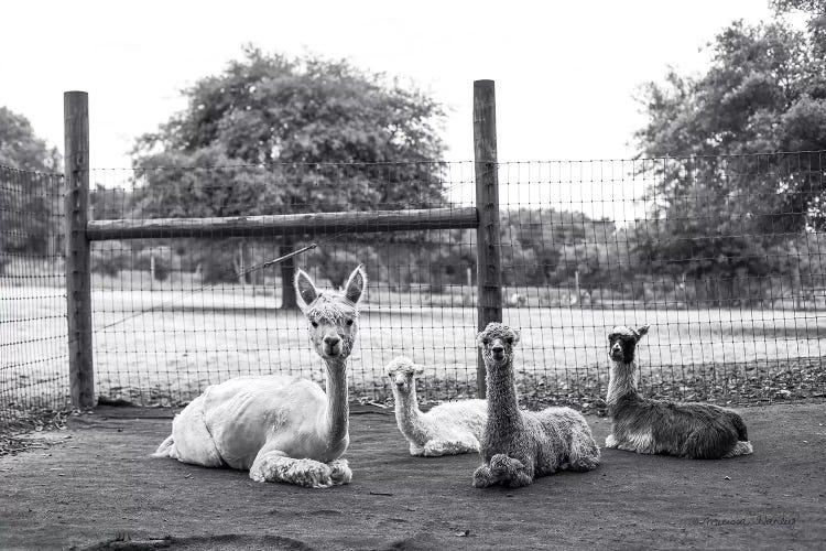 Alpaca Family    