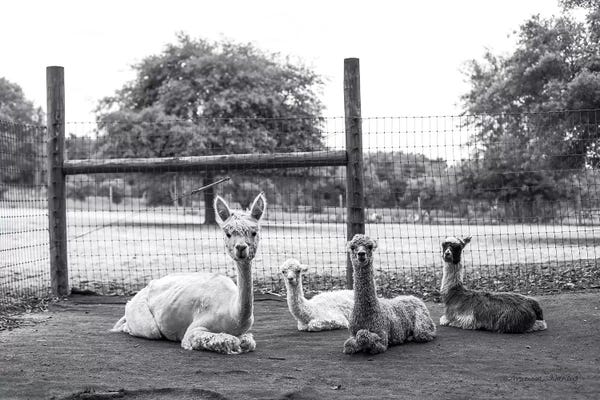 Llamas & Alpacas: Alpaca Family     by Melissa Hanley