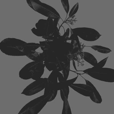 Botanical I by Melody Hogan gallery poster