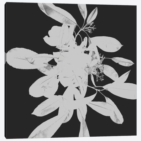 Botanical II Canvas Print #MHO78} by Melody Hogan Canvas Print